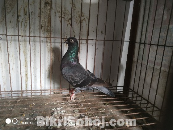 Budapest pigeons
